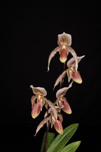 Paph. A. de Lairesse Huntington Moustache AM 81 pts.